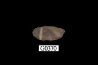 藏品(豆蟶)的圖片